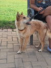 adoptable Dog in  named A929261