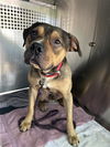 adoptable Dog in  named A929640