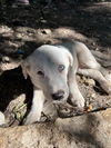 adoptable Dog in  named A929682