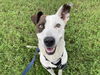adoptable Dog in  named *TELLY