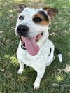 adoptable Dog in ls, MO named BLUEY