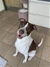 adoptable Dog in , MO named OLIVER
