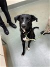 adoptable Dog in ls, MO named BADGER
