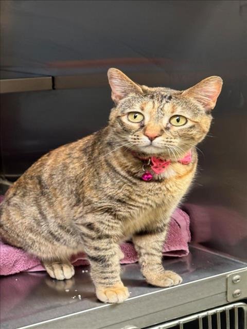 adoptable Cat in LS, MO named MISSY