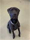 adoptable Dog in , MO named MARVEL