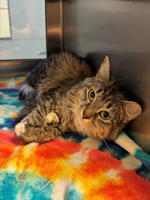 adoptable Cat in LS, MO named MEOW