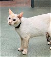 adoptable Cat in  named WINIFRED