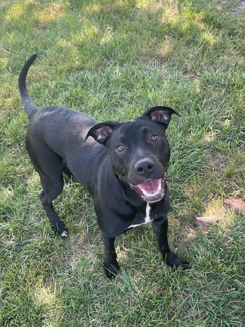 adoptable Dog in LS, MO named DOTTIE