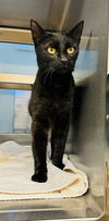 adoptable Cat in LS, MO named DR.BAILEY