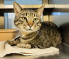 adoptable Cat in LS, MO named TRAPPER