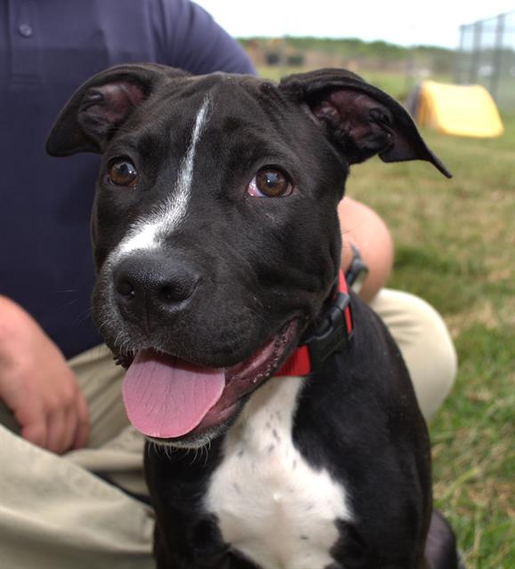 adoptable Dog in LS, MO named NELSON