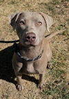 adoptable Dog in , MO named DIAMOND