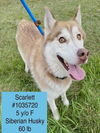 adoptable Dog in , MO named SCARLETT