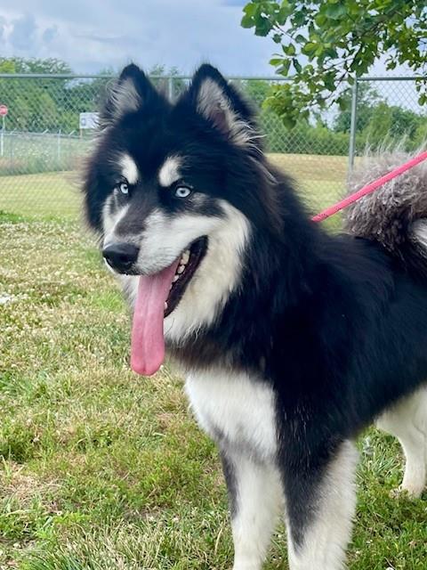 adoptable Dog in LS, MO named OSO