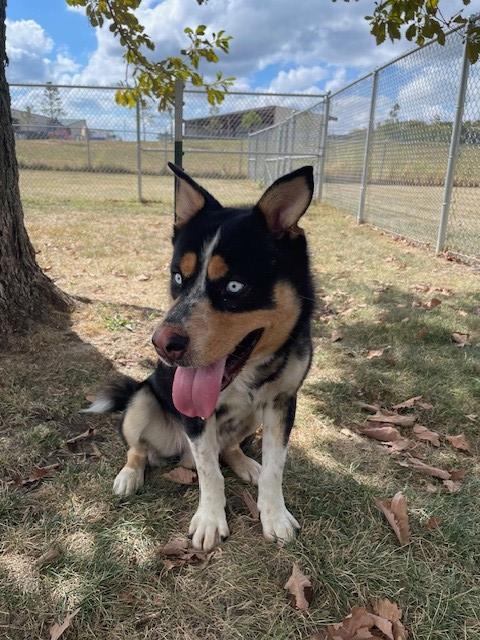 adoptable Dog in LS, MO named HUCKLEBERRY