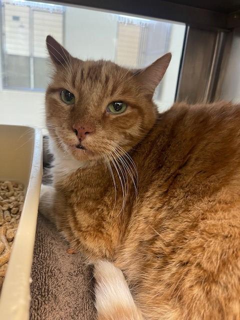 adoptable Cat in LS, MO named POOH