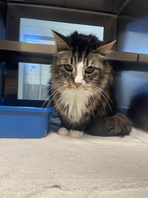 adoptable Cat in LS, MO named HARRY