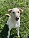 adoptable Dog in  named RYDER