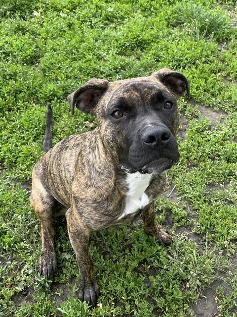 adoptable Dog in LS, MO named COOPER