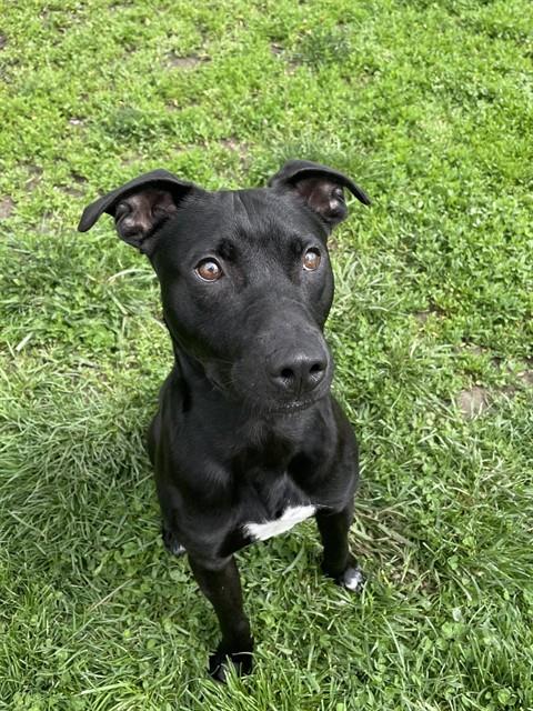 adoptable Dog in LS, MO named JOJO