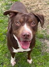 adoptable Dog in  named BUTCH