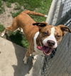 adoptable Dog in ls, MO named SUNDANCE