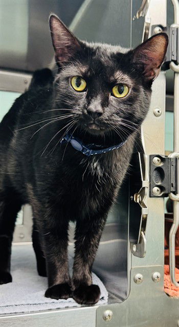 adoptable Cat in LS, MO named ONYX