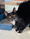adoptable Cat in  named CATALINA