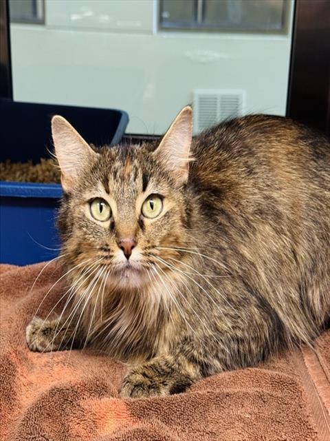 adoptable Cat in LS, MO named MEG