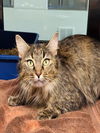 adoptable Cat in  named MEG