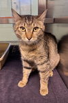adoptable Cat in LS, MO named BRIANA