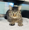 adoptable Cat in ls, MO named TOGRUTA