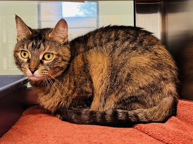 adoptable Cat in LS, MO named EWOK