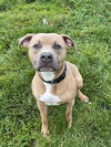 adoptable Dog in LS, MO named CEASER