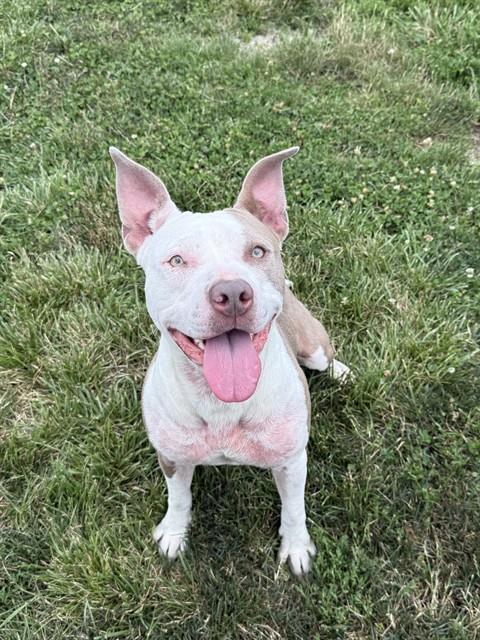 adoptable Dog in LS, MO named KIT
