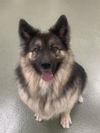 adoptable Dog in  named BENZ