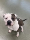 adoptable Dog in ls, MO named STEWIE