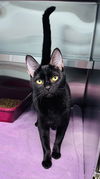 adoptable Cat in LS, MO named BARBRA