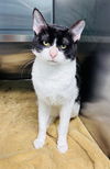 adoptable Cat in LS, MO named BRUCE