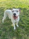 adoptable Dog in ls, MO named WANDA