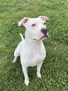 adoptable Dog in LS, MO named WANDA