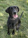 adoptable Dog in ls, MO named TRIXIE