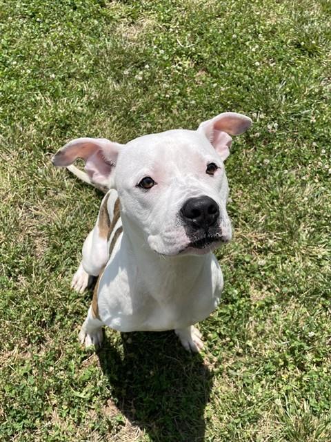adoptable Dog in LS, MO named EINSTEIN