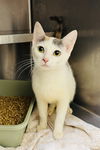 adoptable Cat in LS, MO named ARAZOR