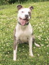 adoptable Dog in  named FELICIA