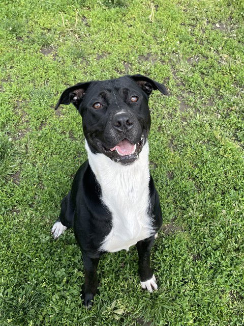adoptable Dog in LS, MO named DE MAYO