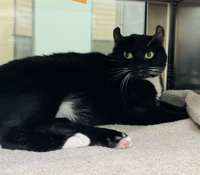 adoptable Cat in LS, MO named PAULIE