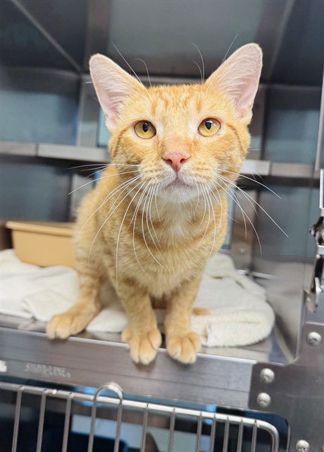 adoptable Cat in LS, MO named LORAX