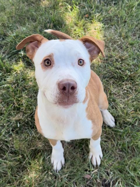 adoptable Dog in LS, MO named BERTHA
