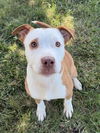 adoptable Dog in LS, MO named BERTHA